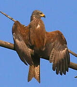 Black Kite