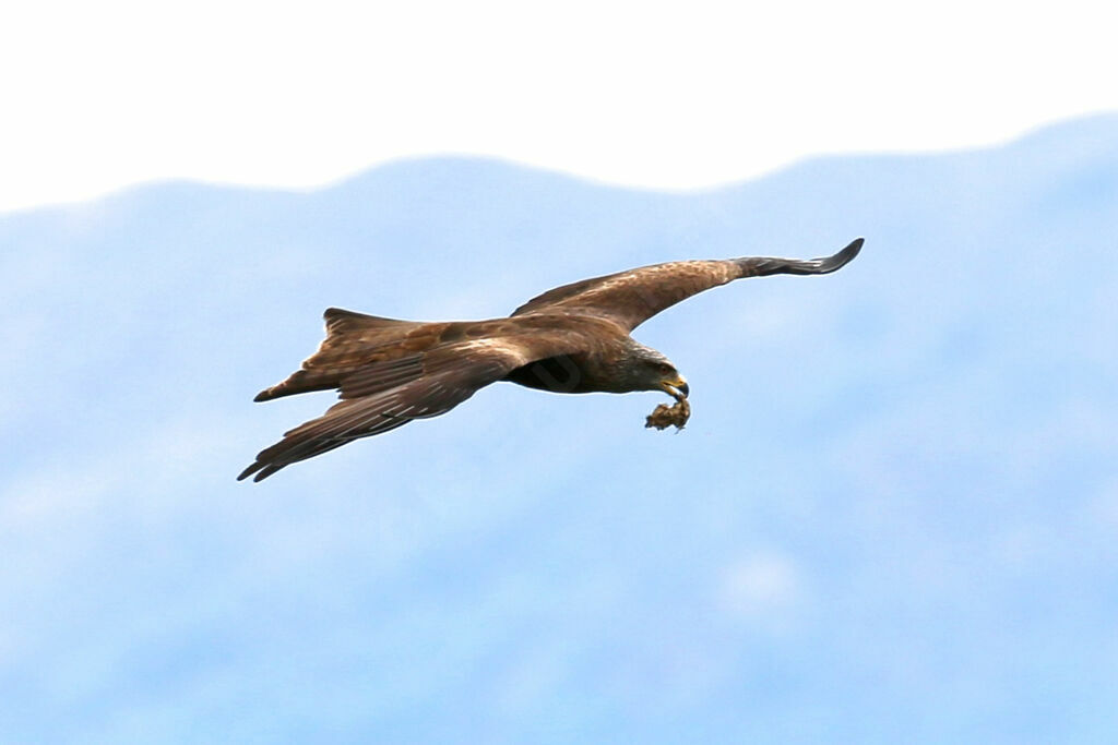 Black Kite