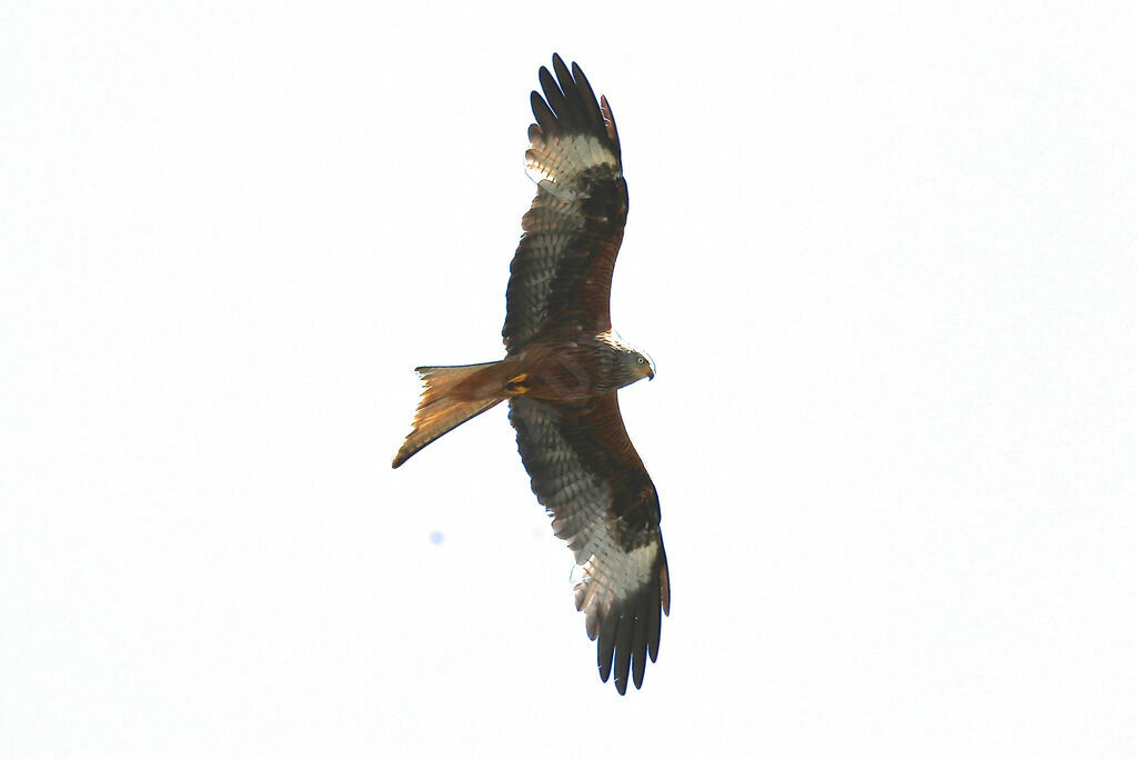 Red Kite