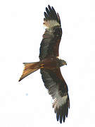 Red Kite