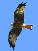 Red Kite