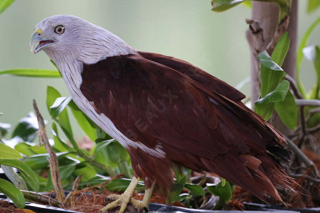 Brahminy Kite