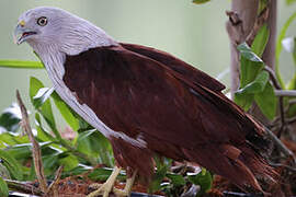 Brahminy Kite