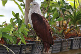 Brahminy Kite