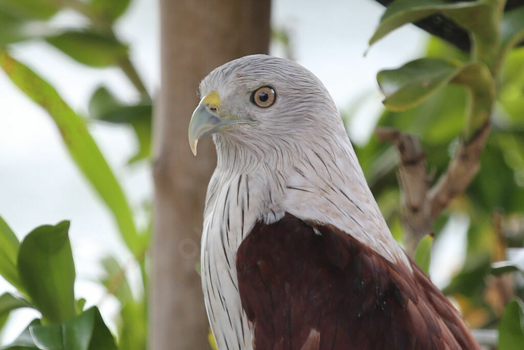 Brahminy Kite