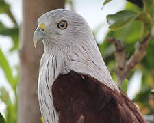 Brahminy Kite