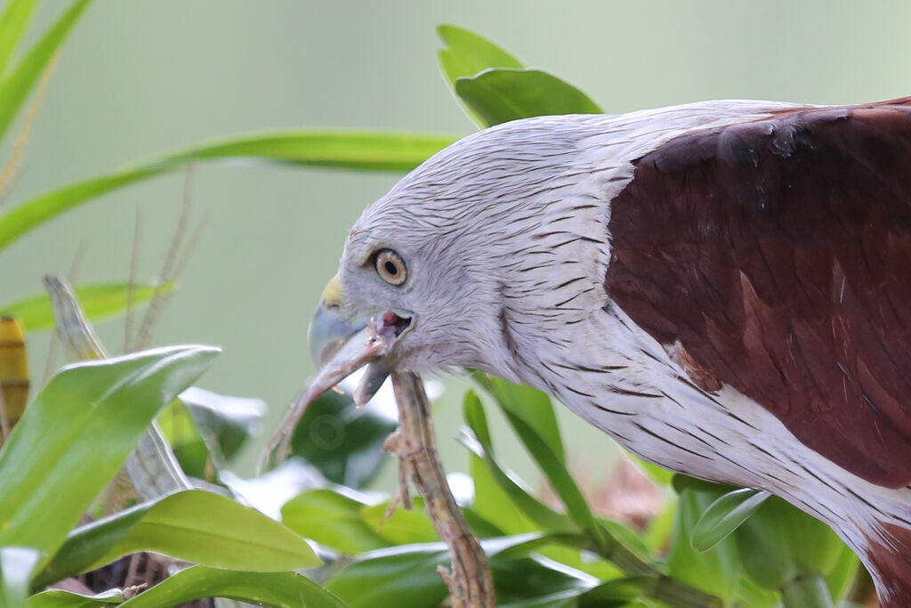 Brahminy Kite