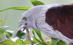 Brahminy Kite