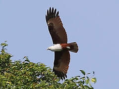 Brahminy Kite