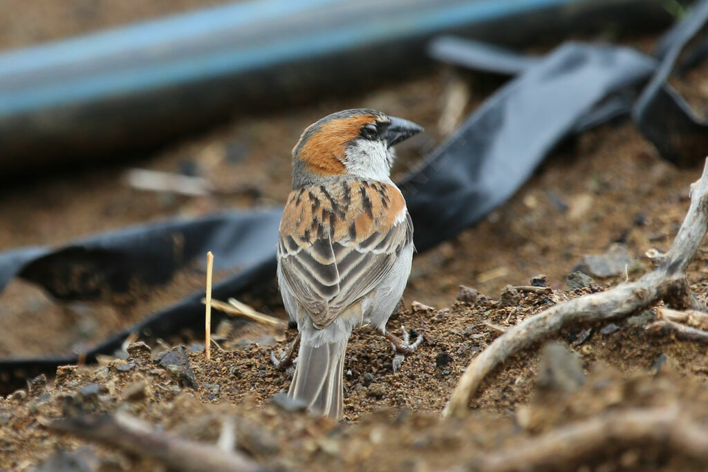 Moineau à dos roux