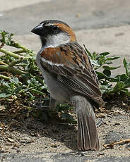 Moineau à dos roux