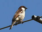 Moineau cisalpin