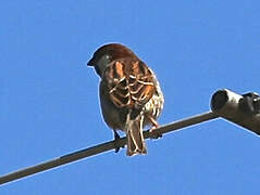 Moineau cisalpin