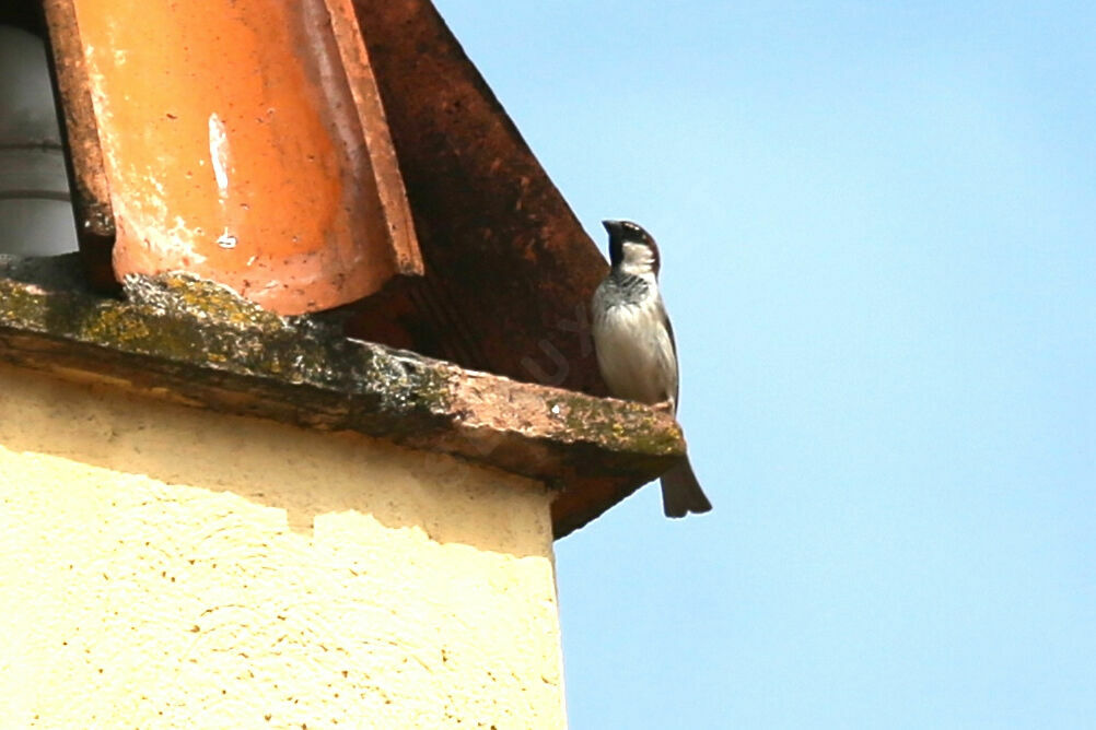 Italian Sparrow