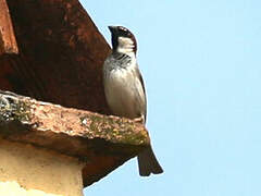 Moineau cisalpin