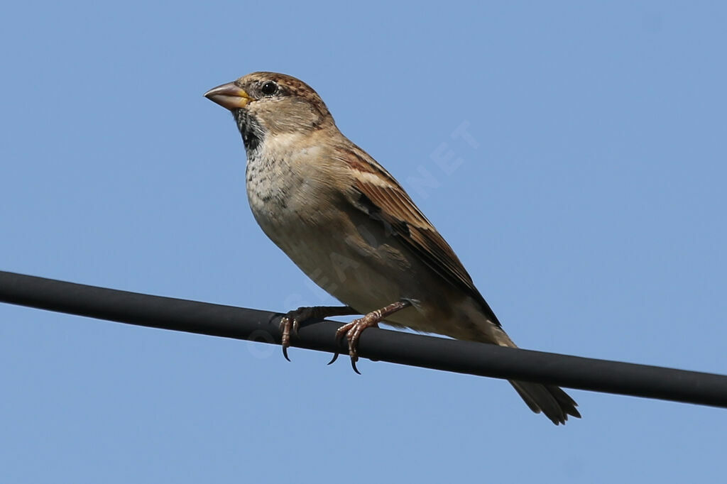 House Sparrow