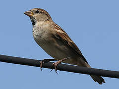 House Sparrow