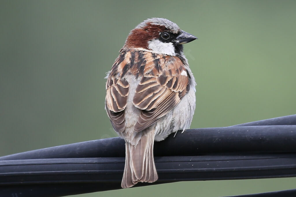 House Sparrow