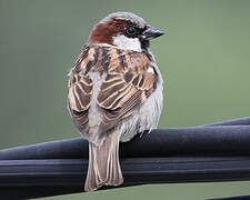 House Sparrow