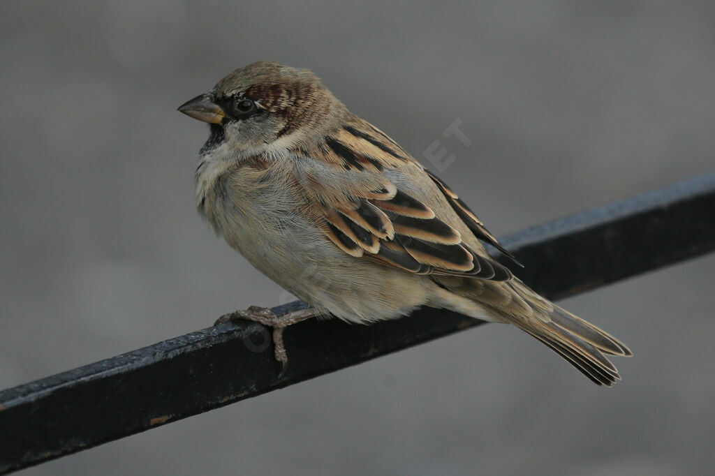 House Sparrow