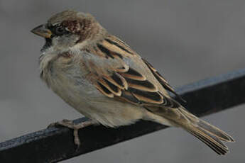 Moineau domestique