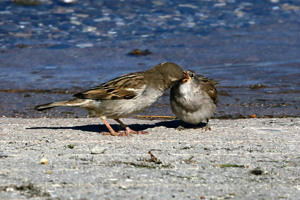 Moineau domestique