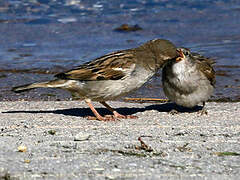 House Sparrow