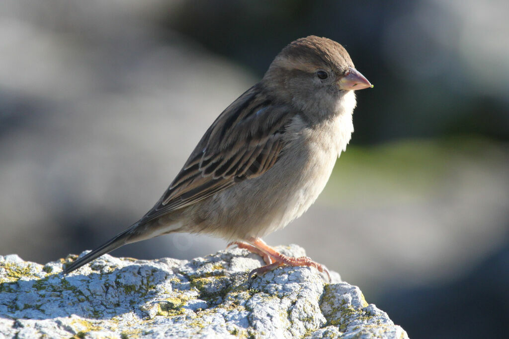 House Sparrow