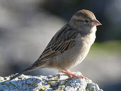 House Sparrow