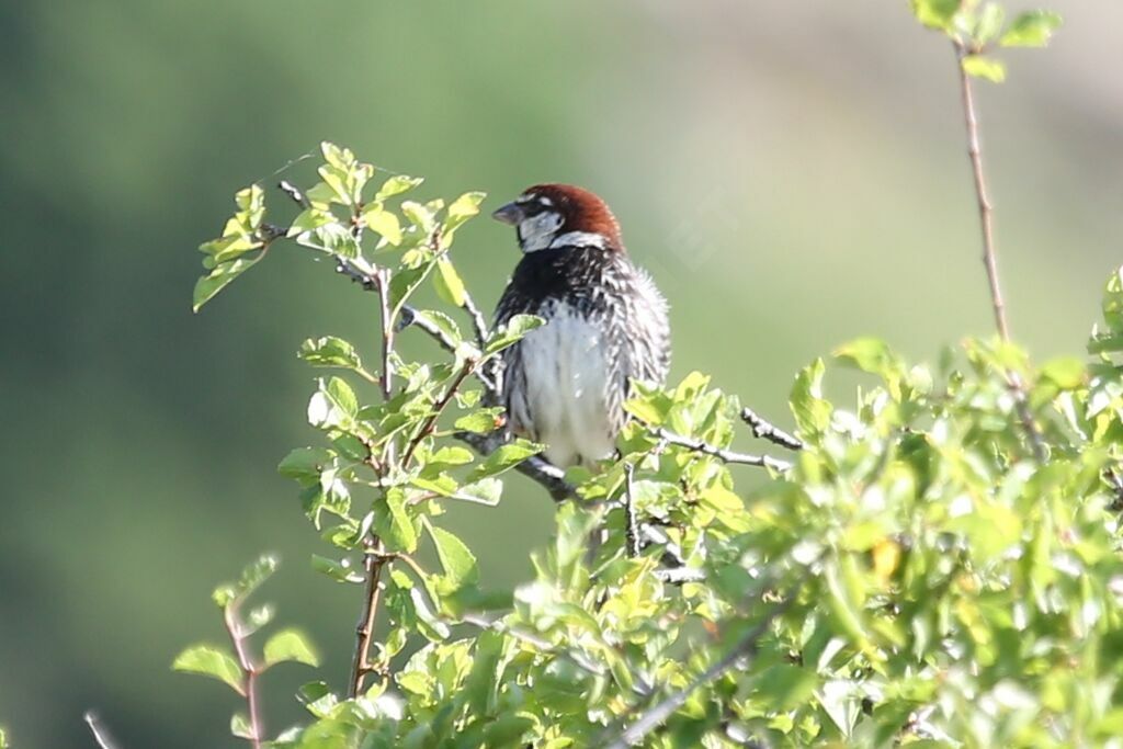 Spanish Sparrow