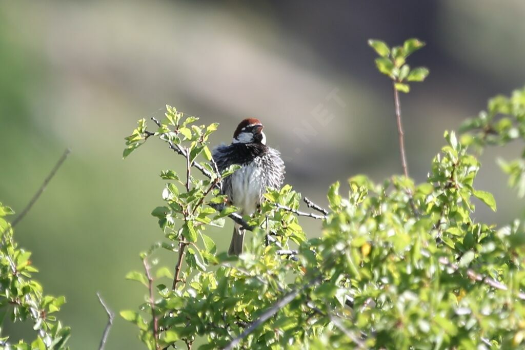 Moineau espagnol