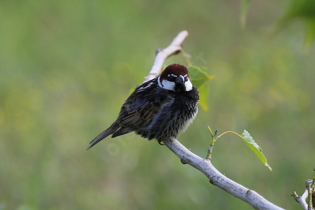 Spanish Sparrow