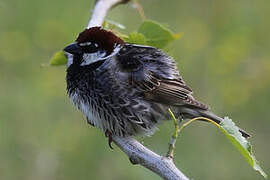 Spanish Sparrow