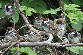 Spanish Sparrow