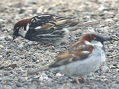 Spanish Sparrow