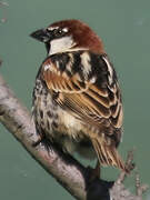 Spanish Sparrow