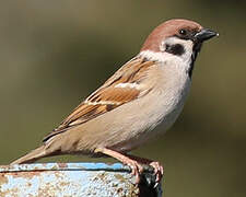 Eurasian Tree Sparrow