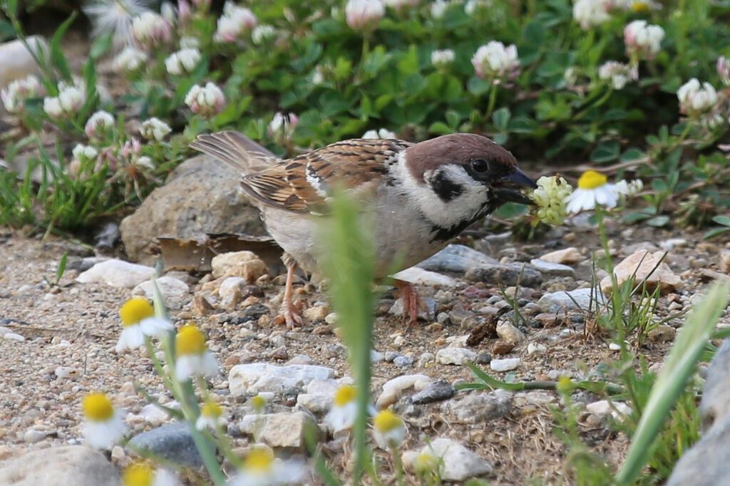 Eurasian Tree Sparrow