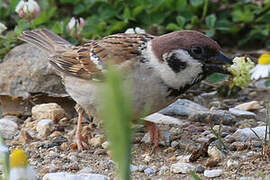 Eurasian Tree Sparrow