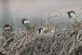 Eurasian Tree Sparrow