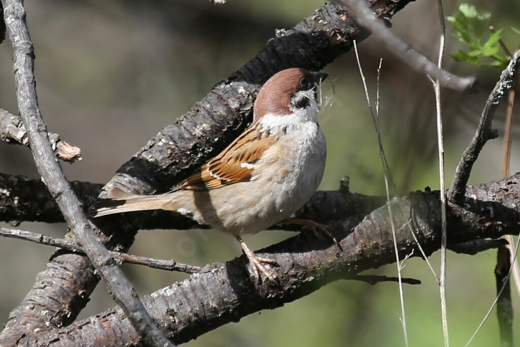 Eurasian Tree Sparrow