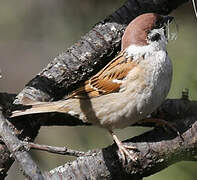 Eurasian Tree Sparrow