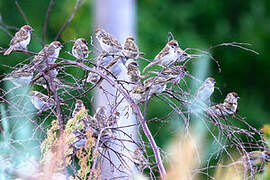 Eurasian Tree Sparrow