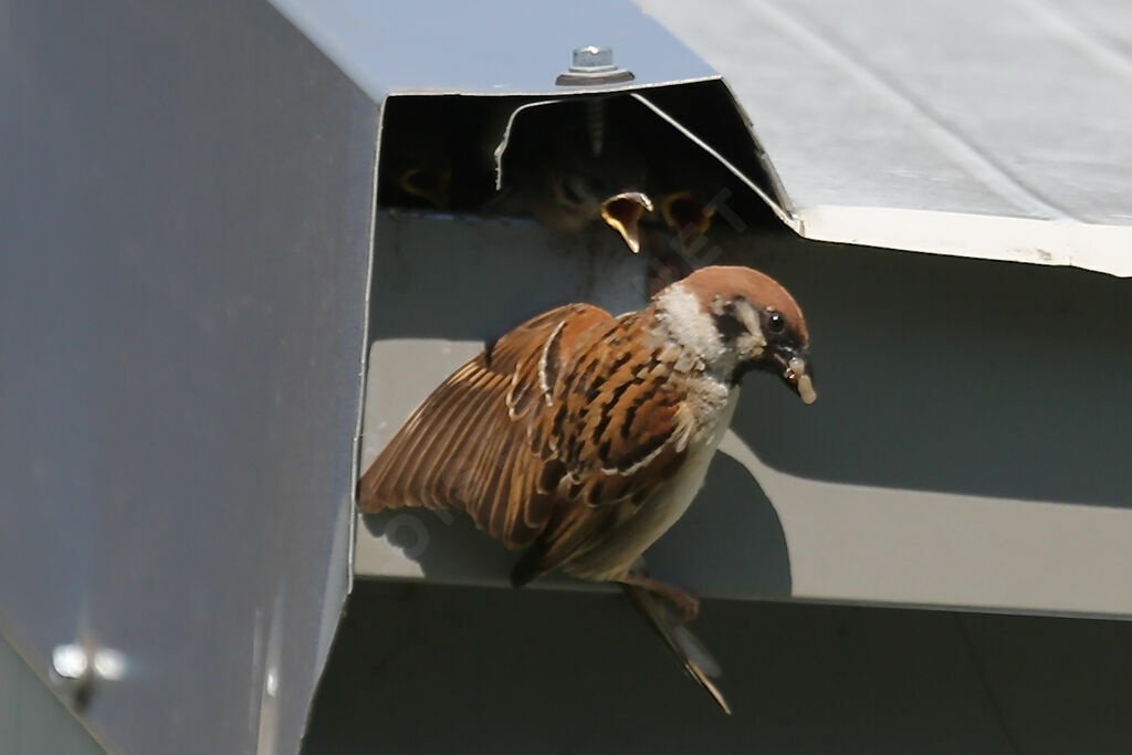 Eurasian Tree Sparrow