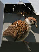 Eurasian Tree Sparrow