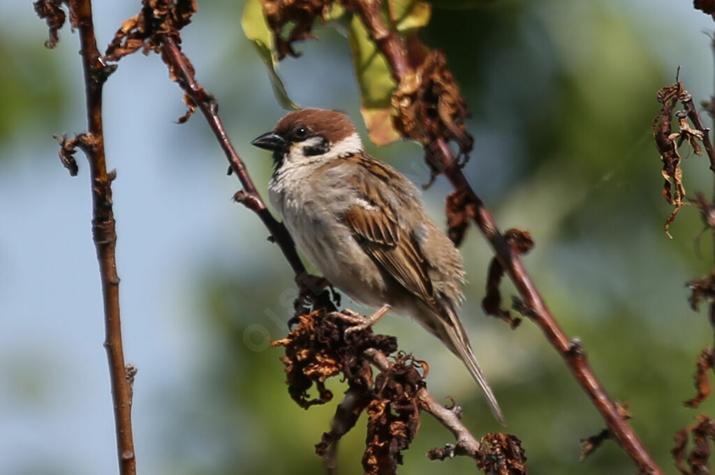 Eurasian Tree Sparrow