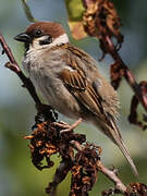 Eurasian Tree Sparrow