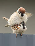 Moineau friquet