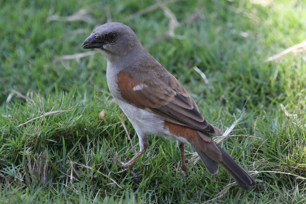 Northern Grey-headed Sparrow