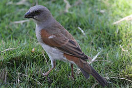 Northern Grey-headed Sparrow